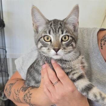 Maverick -  Domestic Short Hair Cat for Adoption in Milan, Illinois - Maverick | PetCurious