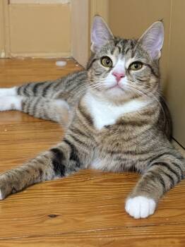 Munin -  Domestic Short Hair Cat for Adoption in Albany, New York - Munin | PetCurious