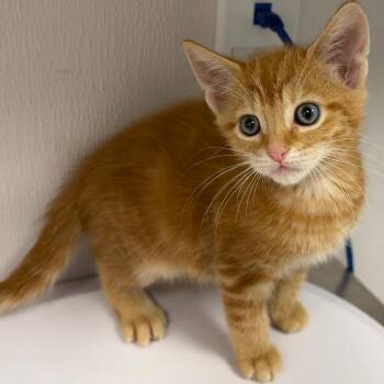 Russell -  Domestic Short Hair Cat for Adoption in Tampa, Florida - Russell | PetCurious