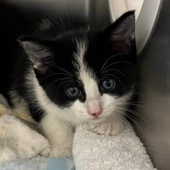 Alicia -  Domestic Short Hair Cat Available for Adoption in West Palm Beach, Florida - Alicia | PetCurious