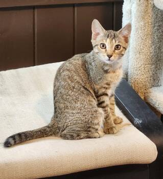 Rescue Domestic Short Hair Cats for Adoption in Boiling Springs, Pennsylvania - Pippa | PetCurious