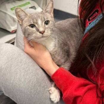 Domestic Short Hair Cats Available for Adoption in New York, New York - Macaroon Latte | PetCurious
