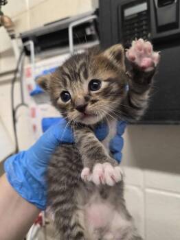 Rescue Domestic Short Hair Cats for Adoption in Fruit Heights, Utah - Daikon | PetCurious