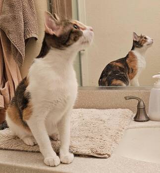 Toyota -  Domestic Short Hair Cat for Adoption in Mission Viejo, California - Toyota | PetCurious