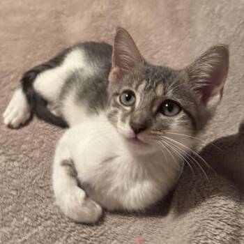 Dolly -  Domestic Short Hair Cat for Adoption in Jupiter, Florida - Dolly | PetCurious