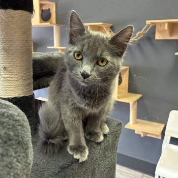 Rembrandt -  Domestic Short Hair Cat for Adoption in Las Vegas, Nevada - Rembrandt | PetCurious