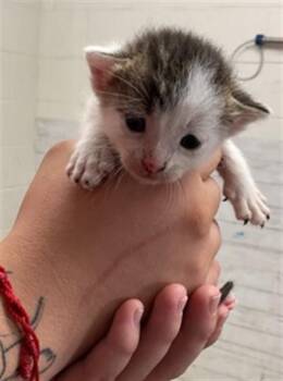 CAPTAIN -  Domestic Short Hair Cat for Adoption in San Bernardino, California - CAPTAIN | PetCurious