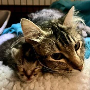 Mama Mabel -  Domestic Short Hair Cat for Adoption in St. Louis, Missouri - Mama Mabel | PetCurious