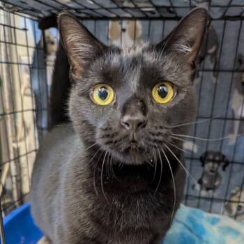 Lazarus -  Domestic Short Hair Cat for Adoption in Evansville, Indiana - Lazarus | PetCurious
