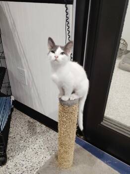 Marshmallow -  Domestic Short Hair Cat for Adoption in Republic, Missouri - Marshmallow | PetCurious