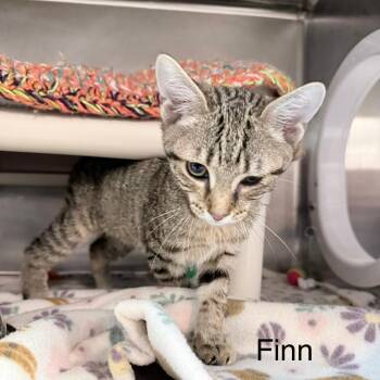 Finn -  Domestic Short Hair Cat for Adoption in Knoxville, Tennessee - Finn | PetCurious