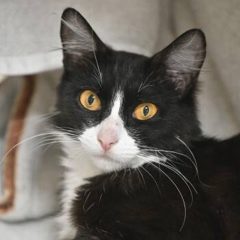Meredith -  Domestic Medium Hair Cat for Adoption in Chilliwack, British Columbia - Meredith | PetCurious