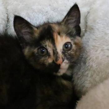 Fiona (Tortellini) -  Domestic Short Hair Cat Available for Adoption in Sarasota, Florida - Fiona (Tortellini) | PetCurious