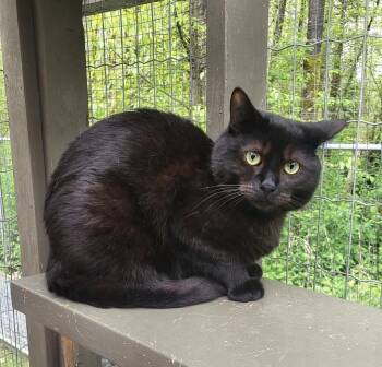 Domestic Short Hair Cats Available for Adoption in Maple Ridge, British Columbia - Opa | PetCurious