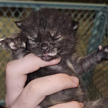 Domestic Short Hair Cats Available for Adoption in Inman, South Carolina - Margarita | PetCurious