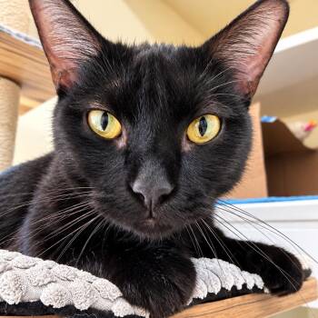 Tadpole -  Domestic Short Hair Cat for Adoption in Victor, New York - Tadpole | PetCurious