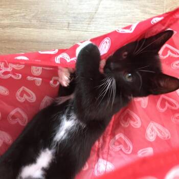 Rescue Tuxedo Cats for Adoption in Charlotte, North Carolina - Murphy And Molly | PetCurious