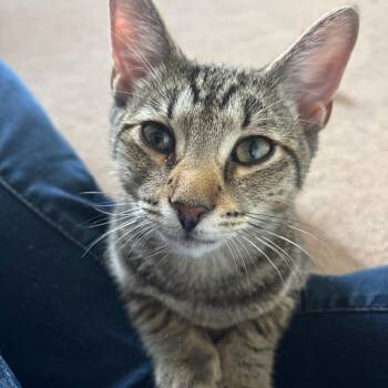 Rescue Domestic Short Hair Cats for Adoption in Woodbridge Township, New Jersey - Mac | PetCurious