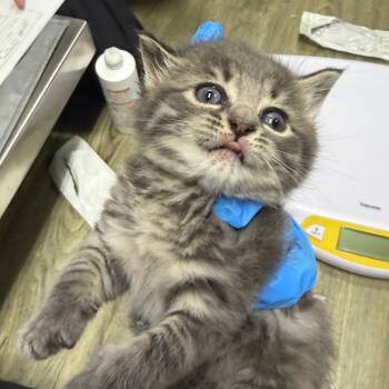 General -  Domestic Short Hair Cat for Adoption in Summerville, South Carolina - General | PetCurious