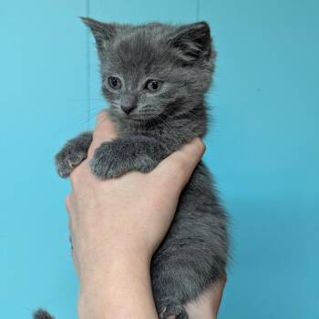 Margaret -  Domestic Short Hair Cat for Adoption in Johnstown, Pennsylvania - Margaret | PetCurious
