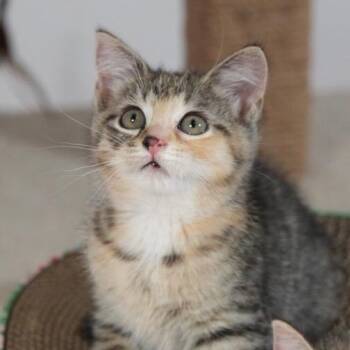 Domestic Short Hair Cats Available for Adoption in Port Richey, Florida - Daisy | PetCurious