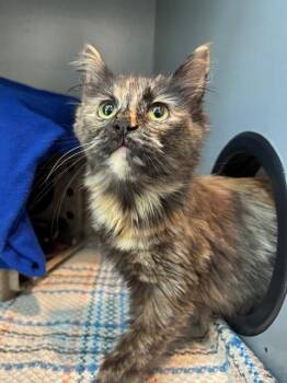 JAZZ -  Domestic Medium Hair Cat for Adoption in Leesburg, Virginia - JAZZ | PetCurious