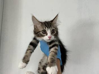 PLANKTON -  Domestic Short Hair Cat for Adoption in San Bernardino, California - PLANKTON | PetCurious
