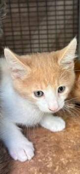 Domestic Short Hair Cats Available for Adoption in Honolulu, Hawaii - Jersey | PetCurious