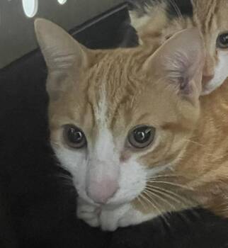 Orange -  Domestic Short Hair Cat for Adoption - Orange | PetCurious