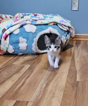 Domestic Short Hair Cats Available for Adoption in Minneapolis, Minnesota - Vinnie-Pending Adoption / Uma-Pending Adoption | PetCurious