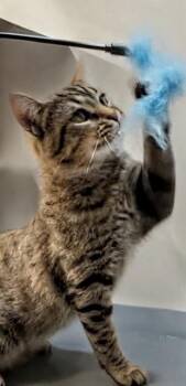 Buddy -  Domestic Short Hair Cat for Adoption in Syosset, New York - Buddy | PetCurious