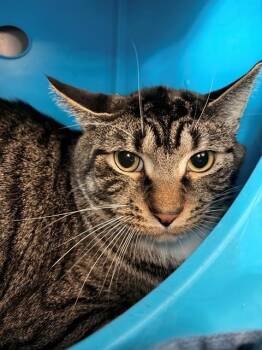 Domestic Short Hair Cats Available for Adoption in Leesburg, Virginia - ZORO | PetCurious