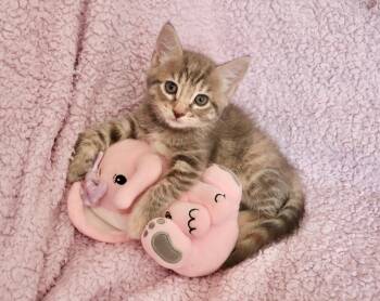 Ester -  Tabby Cat for Adoption in St. Augustine, Florida - Ester | PetCurious