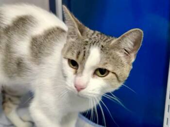 Arista -  Domestic Short Hair and Tabby Cat for Adoption in Powell, Ohio - Arista | PetCurious