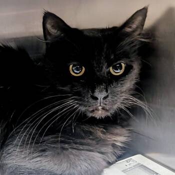 Slinky -  Domestic Medium Hair Cat for Adoption in Springfield, Illinois - Slinky | PetCurious