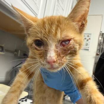 Porky -  Domestic Short Hair Cat for Adoption in Greenville, South Carolina - Porky | PetCurious