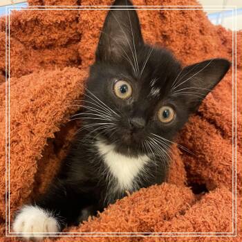 Rescue Domestic Short Hair Cats for Adoption in Rosemary Beach, Florida - Danielle | PetCurious