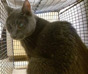 Domestic Short Hair Cats Available for Adoption - HERMIE | PetCurious