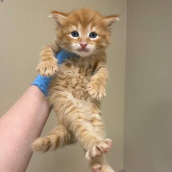 Domestic Medium Hair Cats Available for Adoption in Birmingham, Alabama - Scotch Tape | PetCurious
