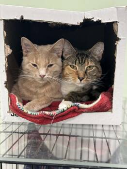 Domestic Short Hair Cats Available for Adoption - Phoenix & Paxton- BONDED PAIR | PetCurious