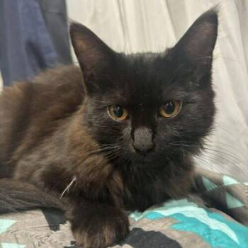 Domestic Short Hair Cats Available for Adoption in Toronto, Ontario - Pepper | PetCurious