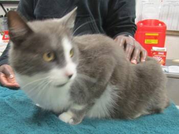 Domestic Short Hair Cats Available for Adoption - Disa (626) | PetCurious