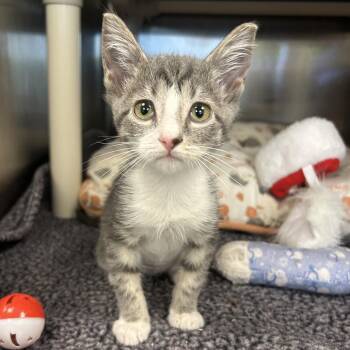 Kirby -  Domestic Short Hair Cat for Adoption in West Palm Beach, Florida - Kirby | PetCurious