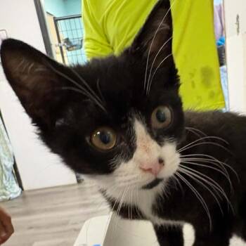 Alo -  Domestic Short Hair Cat for Adoption in Gordonsville, Tennessee - Alo | PetCurious
