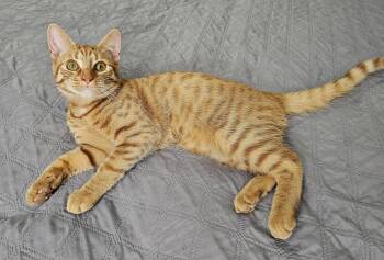 Sam -  Domestic Short Hair Cat for Adoption in Fairfax, Virginia - Sam | PetCurious