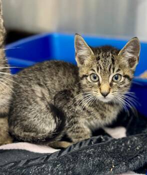 Domestic Short Hair Cats Available for Adoption in Danielsville, Georgia - Jack | PetCurious