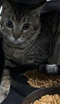 Domestic Short Hair Cats Available for Adoption in St. Cloud, Florida - BEASTBOY | PetCurious