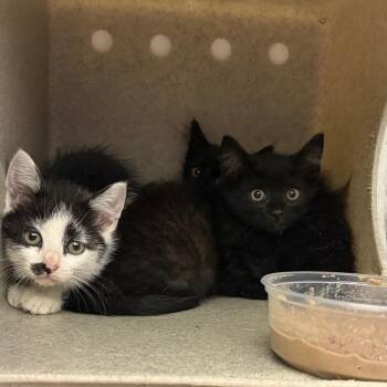 Crawford -  Domestic Short Hair Cat for Adoption in Philadelphia, Pennsylvania - Crawford | PetCurious