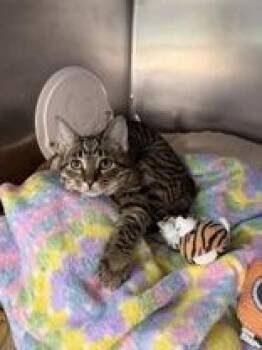 Rescue Domestic Short Hair Cats for Adoption in Manitowoc, Wisconsin - Specter | PetCurious