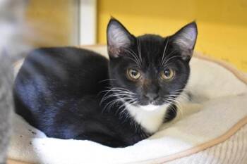 Jessie -  Domestic Short Hair Cat for Adoption in Kansas City, Missouri - Jessie | PetCurious